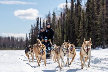 Sled Dog Ride and Scenic Drive from Anchorage