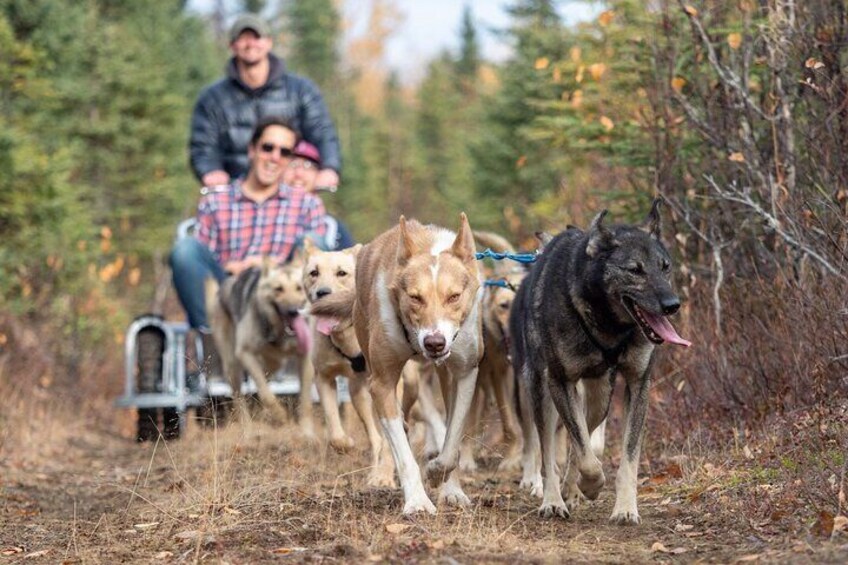 Sled Dog Ride and Scenic Drive from Anchorage