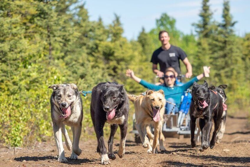 Sled Dog Ride and Scenic Drive from Anchorage