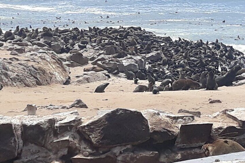 Skeleton Coast Cape Cross Seal Colony Tour