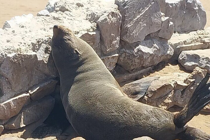 Skeleton Coast Cape Cross Seal Colony Tour