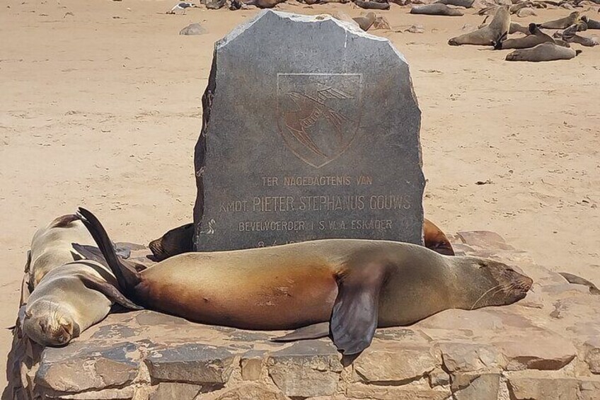 Skeleton Coast Cape Cross Seal Colony Tour