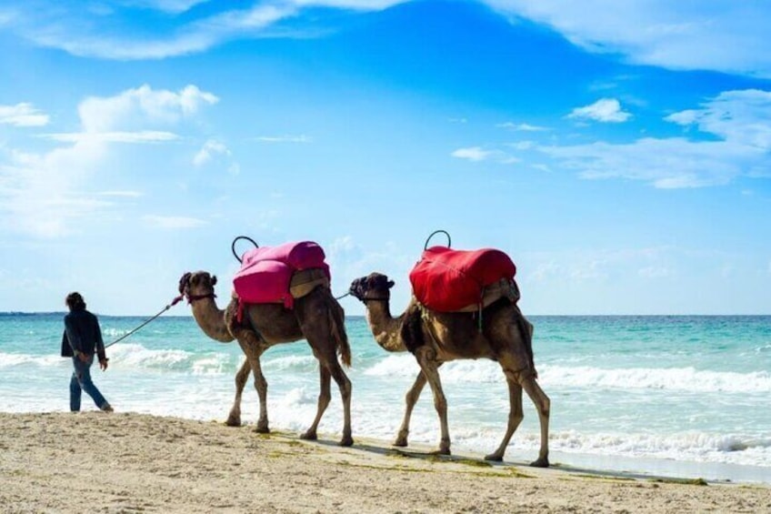 Carthage- Sidi Bou Said- Camel ride