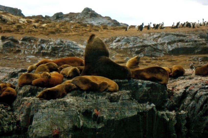  Beagle Channel Navigation On Yacht