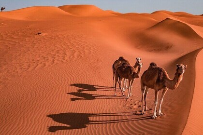 2 Days and 1 Night Private Wahiba Sands Desert Tour