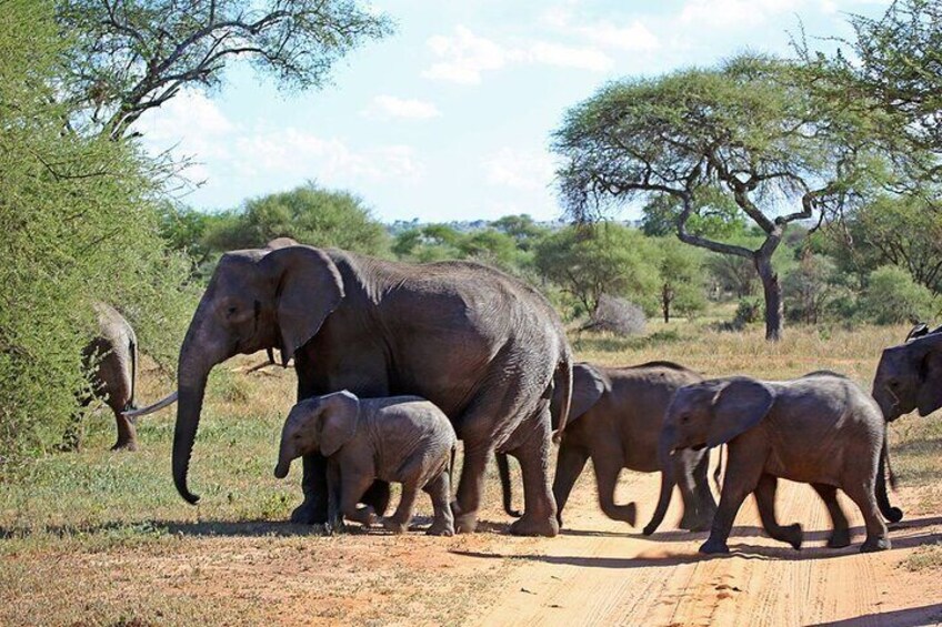 3 Day Kruger National Park Private Safari from Johannesburg