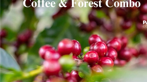 Monteverde: Coffee, Chocolate & Cloud Forest Tour