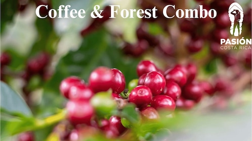 Monteverde: Coffee, Chocolate & Cloud Forest Tour