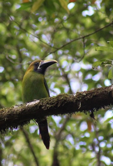 Picture 7 for Activity Monteverde: Coffee, Chocolate & Cloud Forest Tour