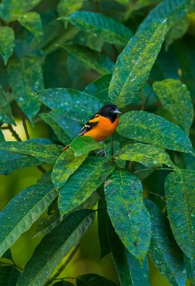 Picture 4 for Activity Monteverde: Coffee, Chocolate & Cloud Forest Tour