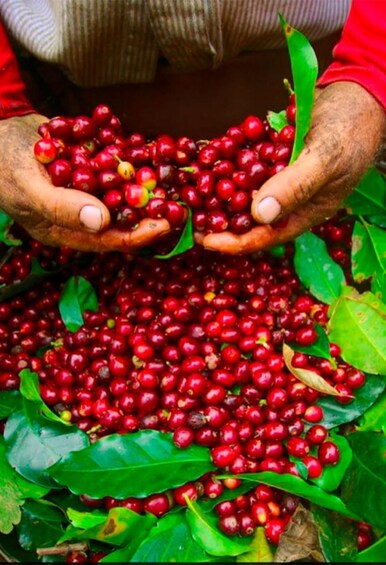 Picture 5 for Activity Monteverde: Coffee, Chocolate & Cloud Forest Tour