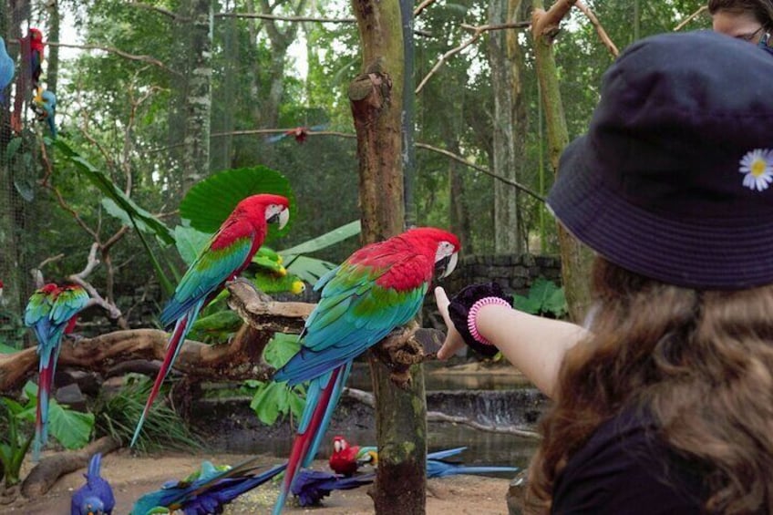 Explore Parque das Aves with a Guided Tour