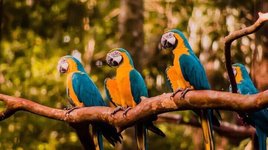 Explore Parque das Aves with a Guided Tour