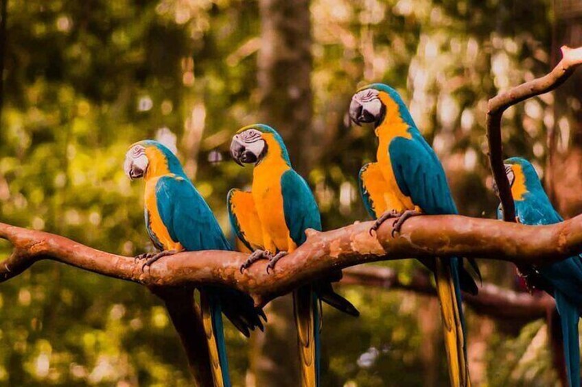 Explore Parque das Aves with a Guided Tour