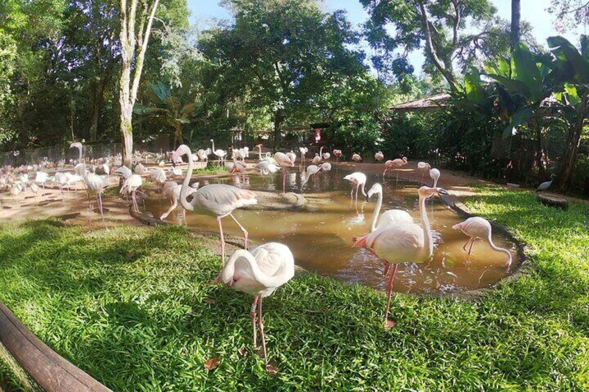 Explore Parque das Aves with a Guided Tour