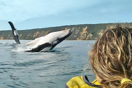 Noosa Whale Watching with Ocean Kayaking and Beach 4X4 Tour