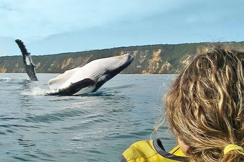 Noosa Whale Watching with Ocean Kayaking and Beach 4X4 Tour 