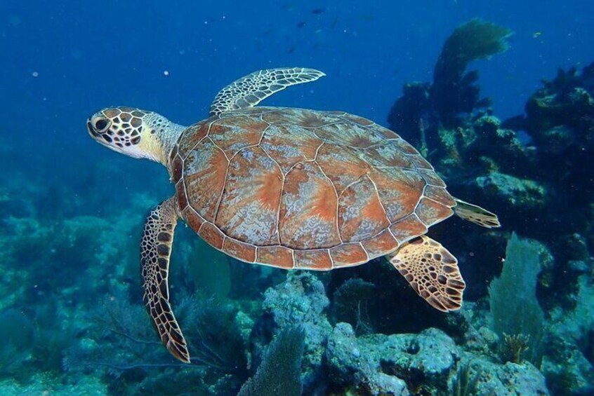 Sea Turtle