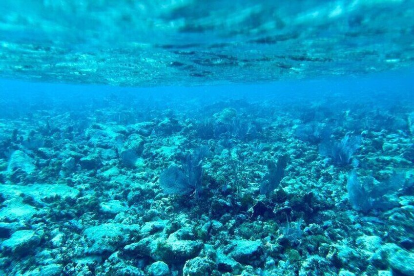 Coral Reef Half Day Snorkel Trip