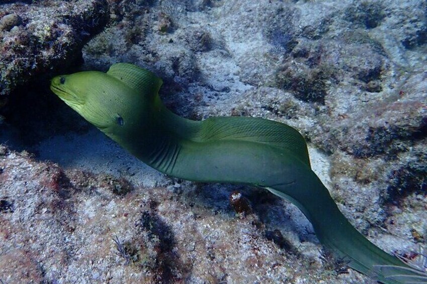 Green Moray Eel