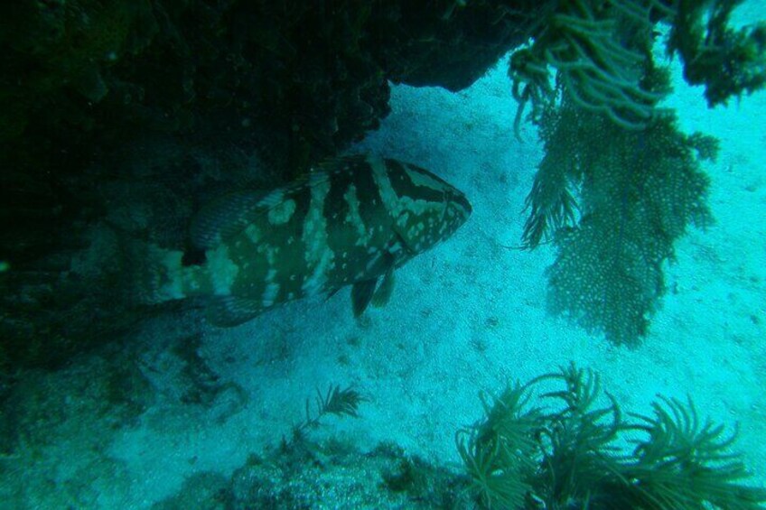 Coral Reef Half Day Snorkel Trip