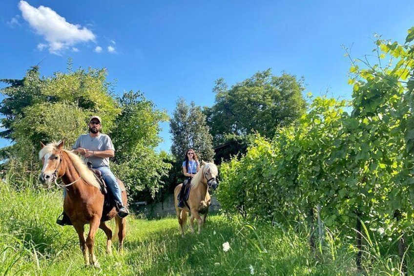 Horseback Riding with Wine and Food Tasting in Lazise Countryside