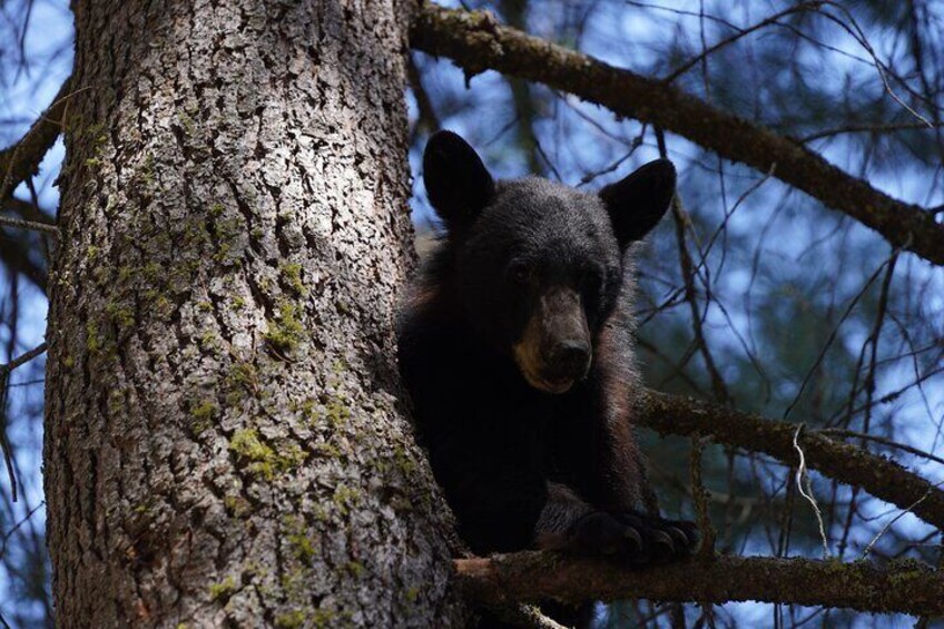 A black American black bear resting in a tree between meals. 