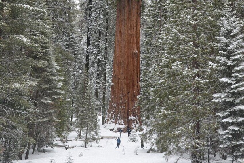 Hikers walking around the base of the General Sherman Tree in after a snow storm. 