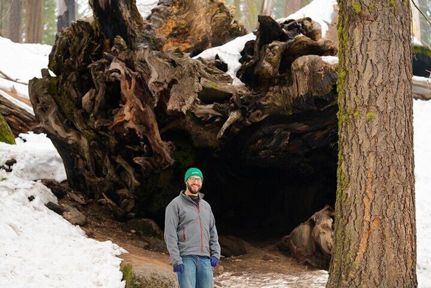 A hiker caught smiling in front of a fallen sequoia. Showing part of its intricate root system.