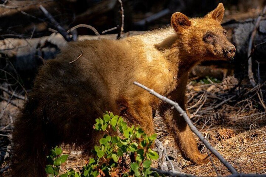 A light brown, American black bear walking through the Giant Forest.