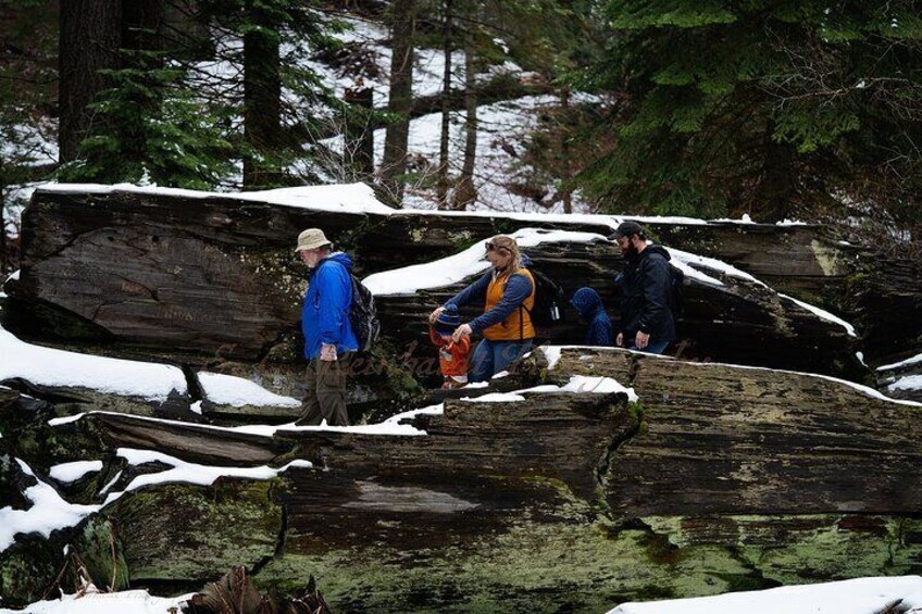 A young family and grandpa walk across the trunk of a fallen sequoia.