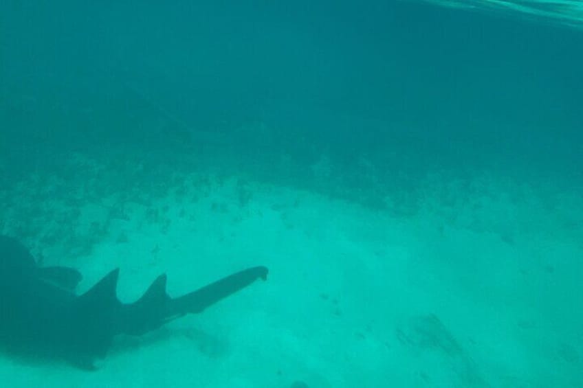 Nurse sharks at blue lagoon island