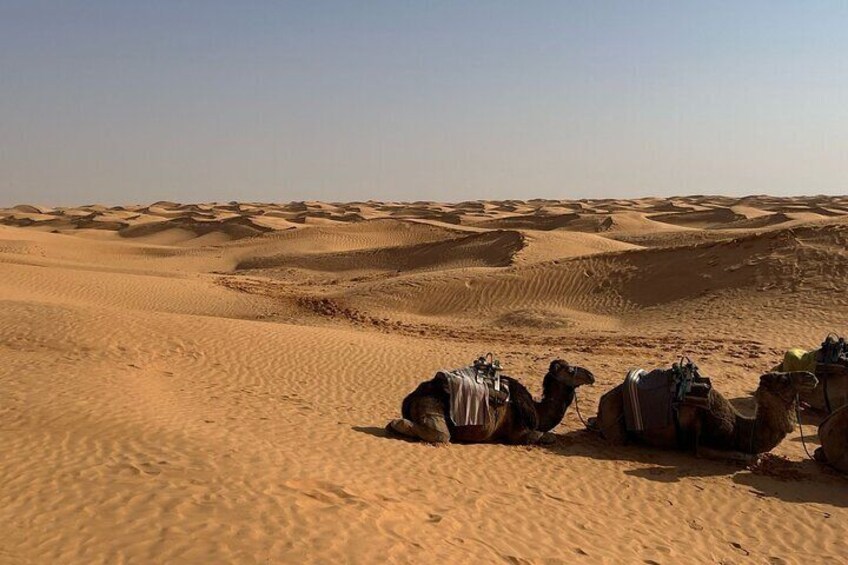 Night excursion to the desert and Berber village from Djerba