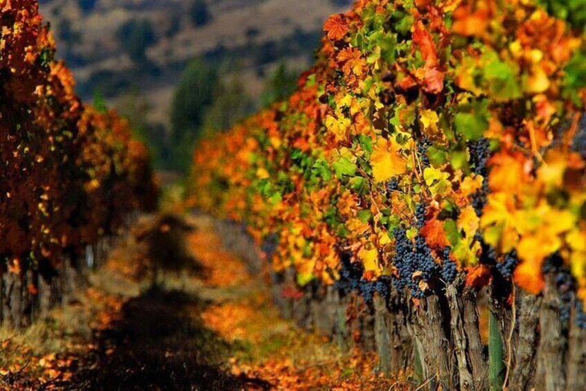 Hello, it's autumn in the Douro