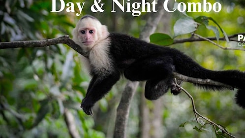 Monteverde: Day & Night Combo with Snack Break