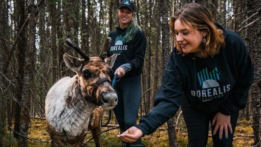 Walking with Reindeer Experience