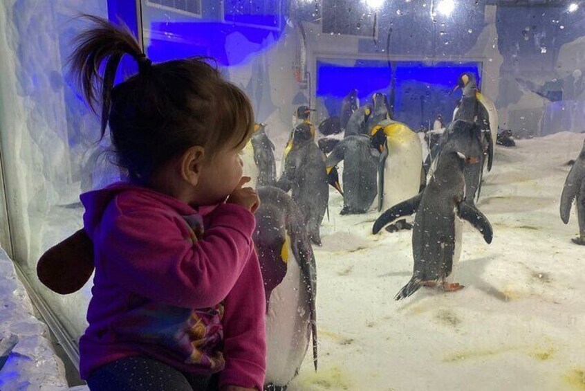 Kelly Tarlton's Aquarium