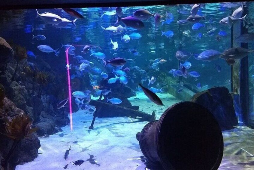 Kelly Tarlton's Aquarium