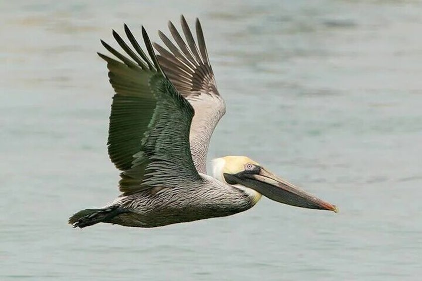 Sunrise Serenade Early Birding and Dolphin Watch Cruise