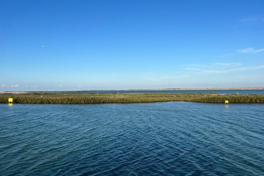 Bird island