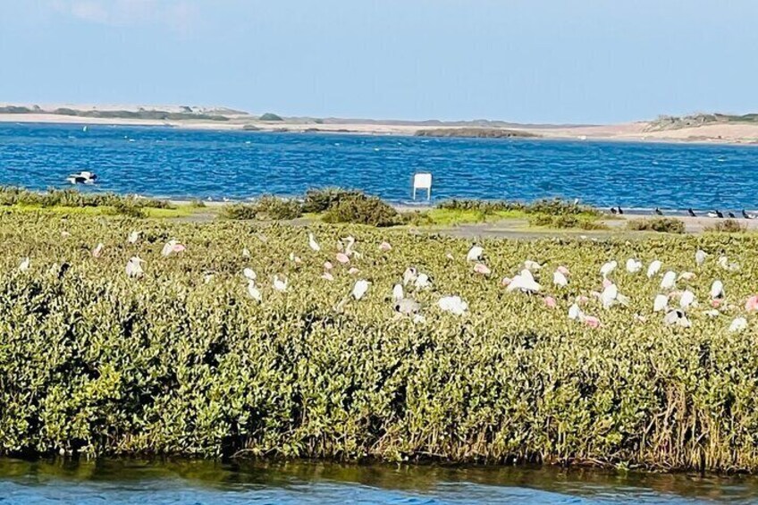 Bird Island