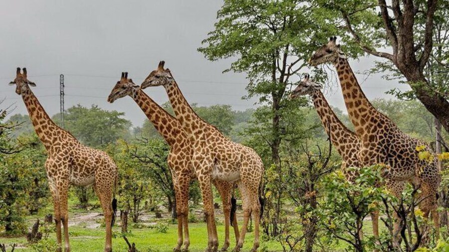 Full Day Phezulu Safari and Mandela Capture Site Tour from Durban