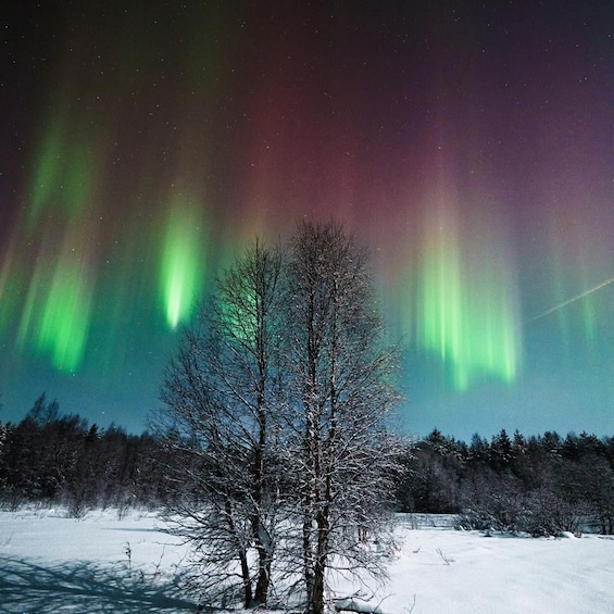 Rovaniemi: Northern Lights Hunt with a Photographer