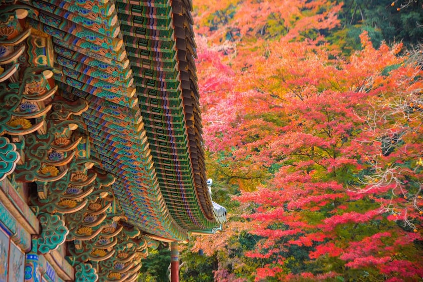 Picture 5 for Activity Seoul: Naejangsan National Park Autumn Foliage Day Tour