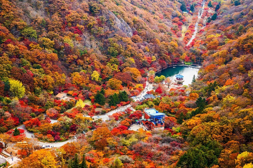 Picture 2 for Activity Seoul: Naejangsan National Park Autumn Foliage Day Tour