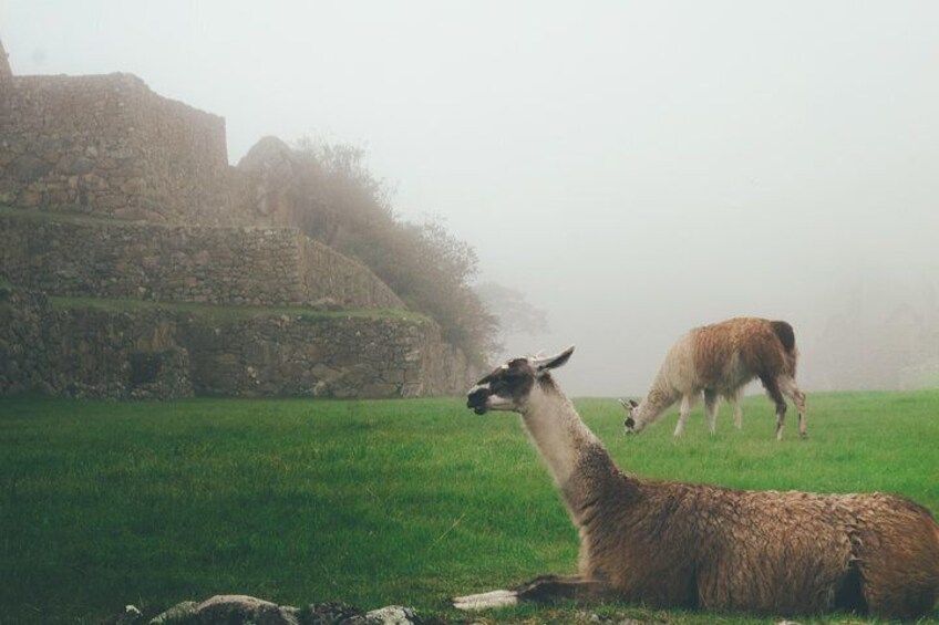 Discover Machupicchu (tour by bus): 2D/1N 