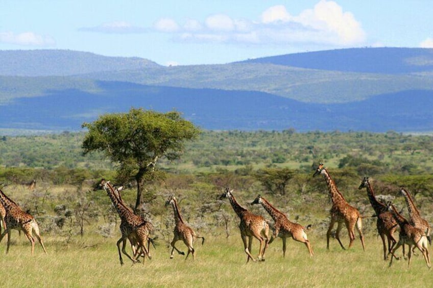 3 Days Unforgettable Masai Mara Safari Tour 