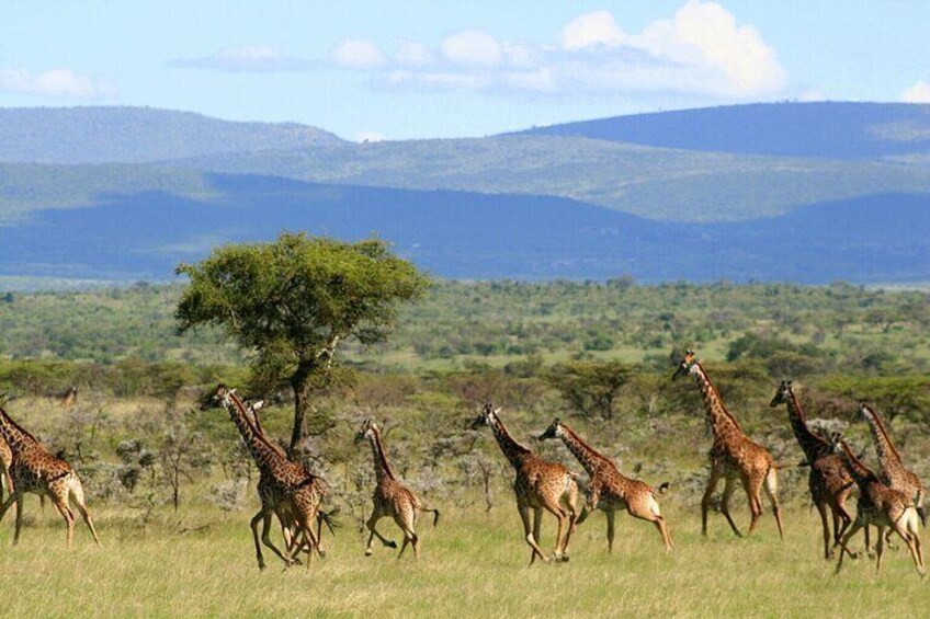 3 Days Unforgettable Masai Mara Safari Tour