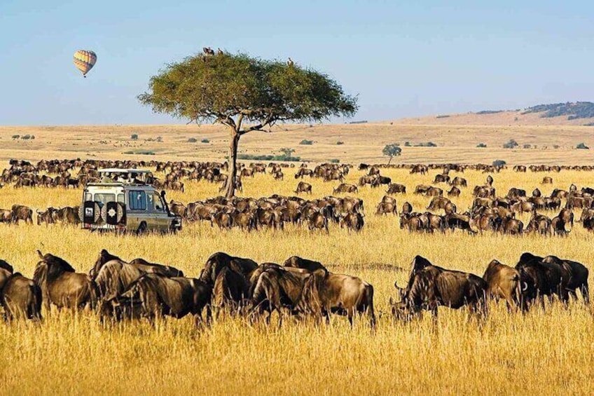 3 Days Unforgettable Masai Mara Safari Tour 