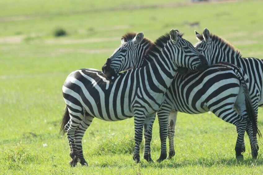 3 Days Unforgettable Masai Mara Safari Tour 